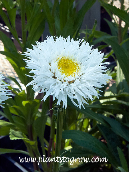 Agalia Shasta Daisy (Leucanthemum x superbum)